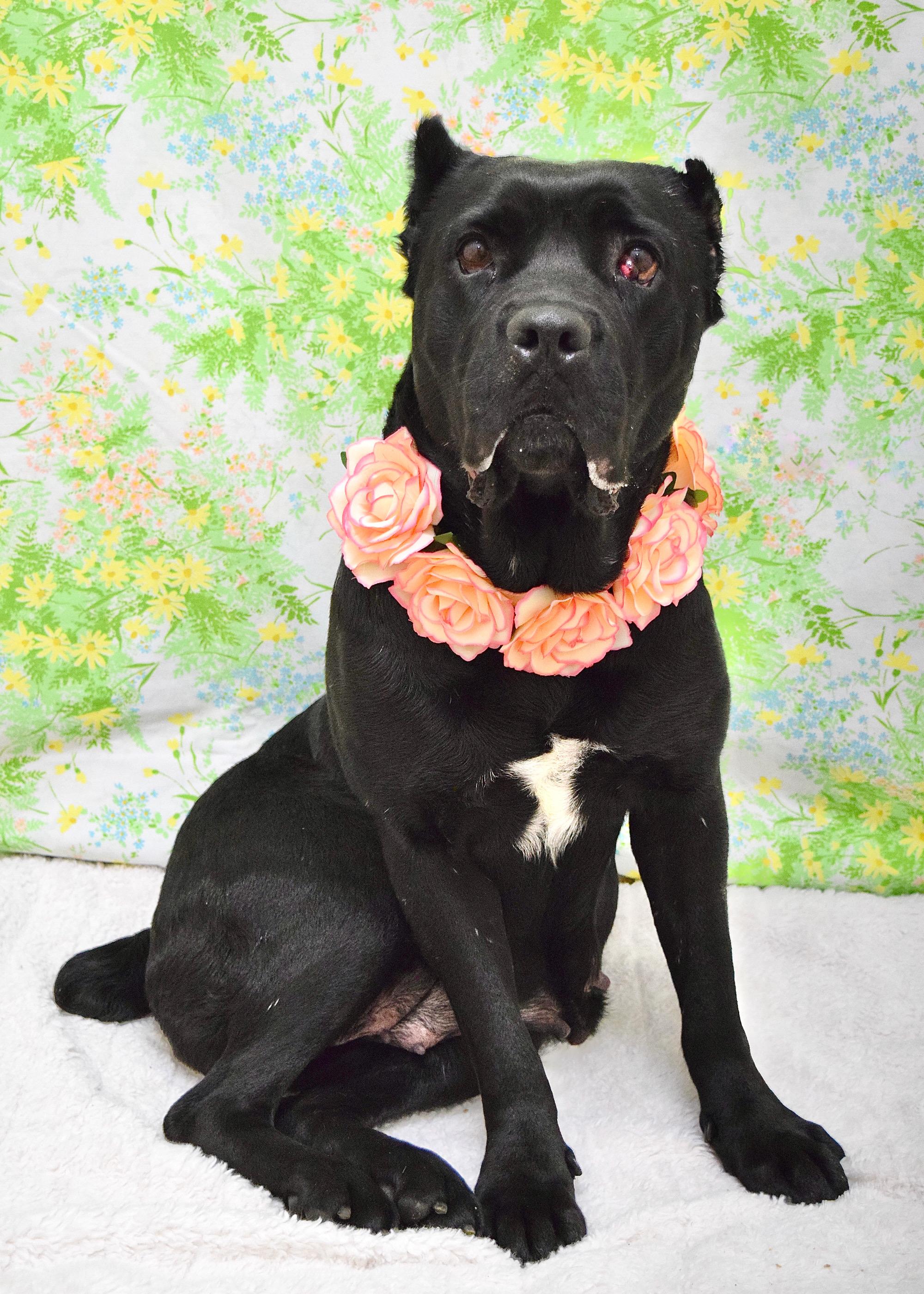 Enlarge Cricket, a ADOPTABLE Cane Corso in Dublin, CA image 2/6