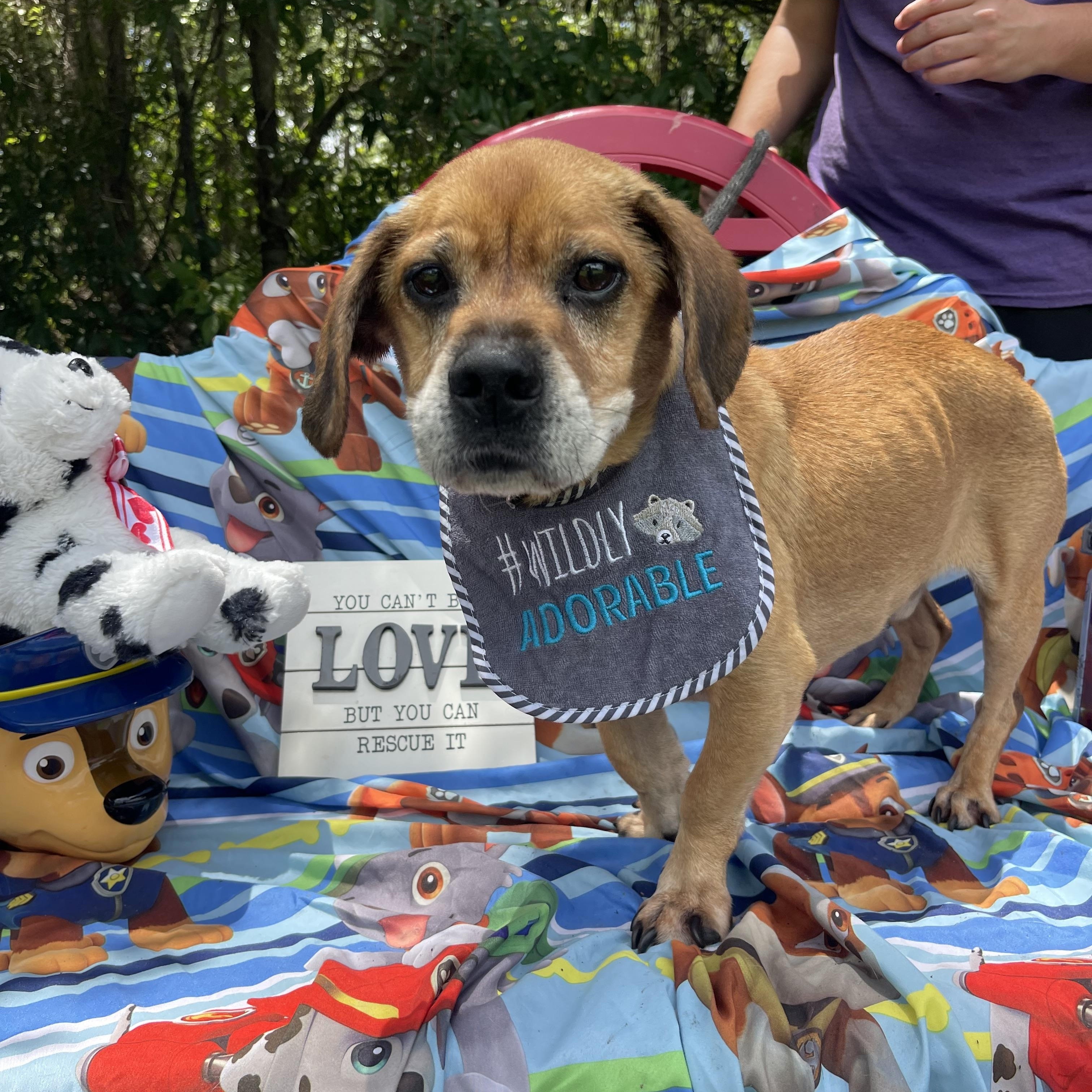 Enlarge Buddy Boy, a Adoptable mixed breed in Sebring, FL image 4/4