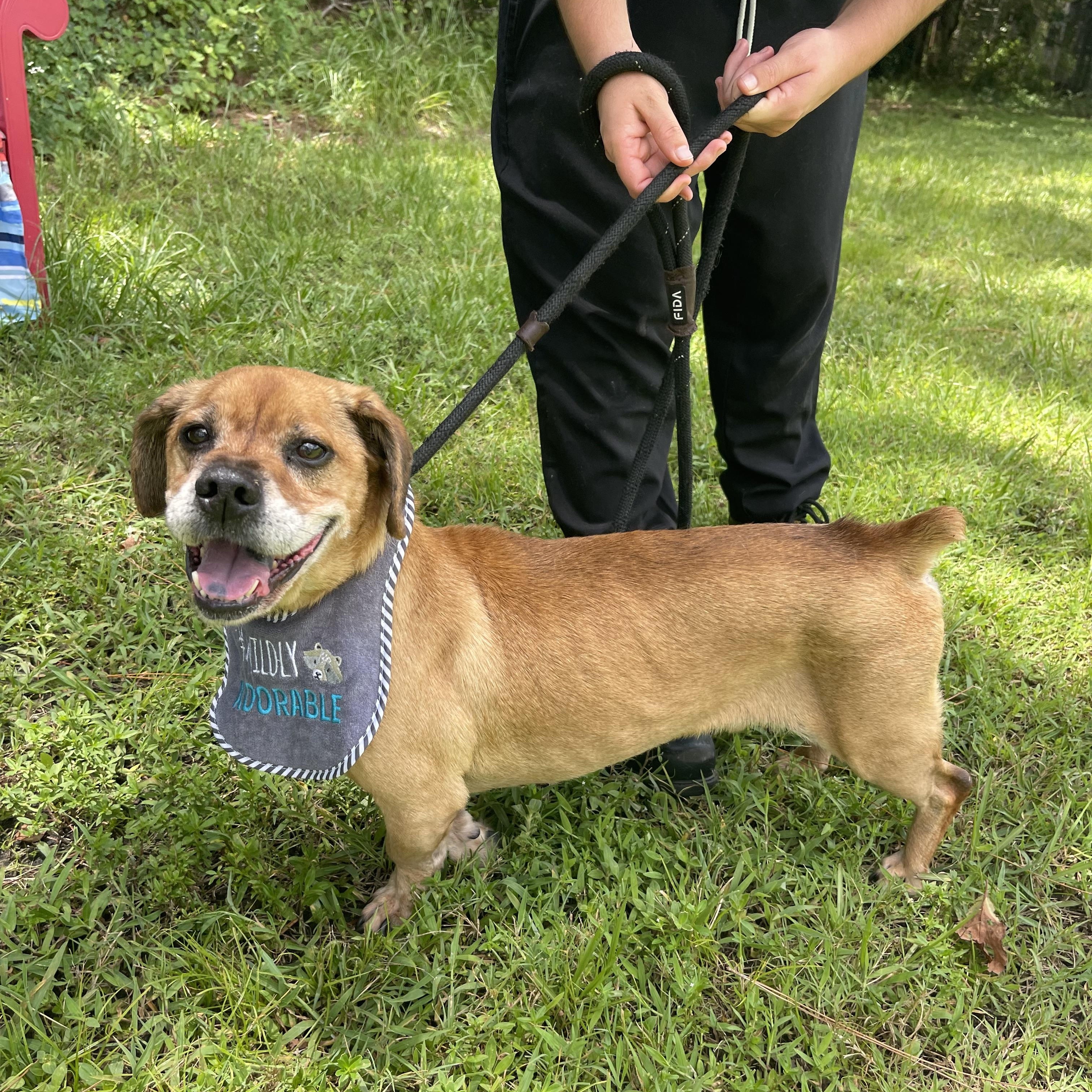 Enlarge Buddy Boy, a Adoptable mixed breed in Sebring, FL image 2/4