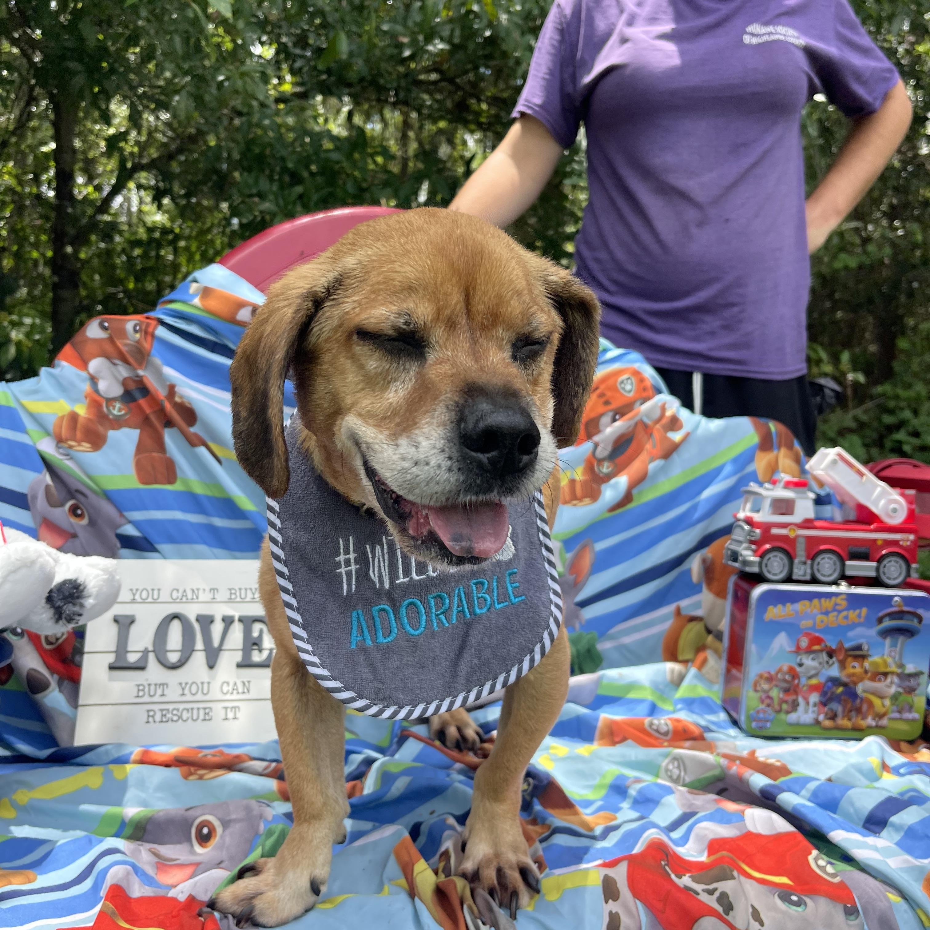 Enlarge Buddy Boy, a Adoptable mixed breed in Sebring, FL image 3/4