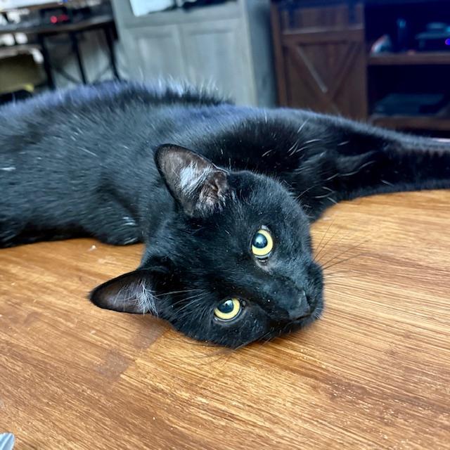 Enlarge Dusk - playful beautiful boy, a Adoptable Domestic Short Hair in Bronx, NY image 6/6