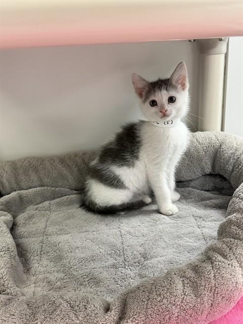 MARBLE, Adoptable, Kitten Female Domestic Short Hair.