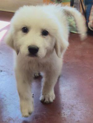 Pippin, adopted, Puppy Female Great Pyrenees.