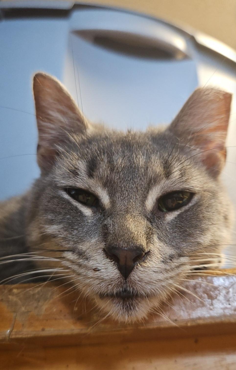 Garol, a Adoptable Domestic Short Hair in Claridge, PA image 2/4