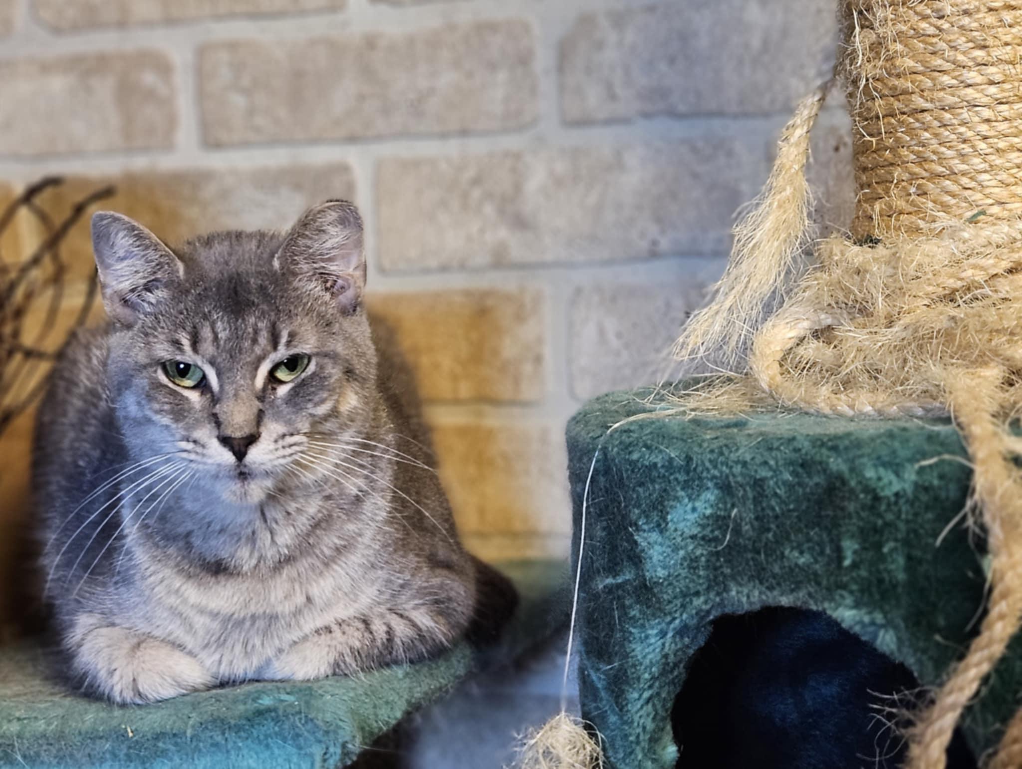 Garol, a Adoptable Domestic Short Hair in Claridge, PA image 3/4