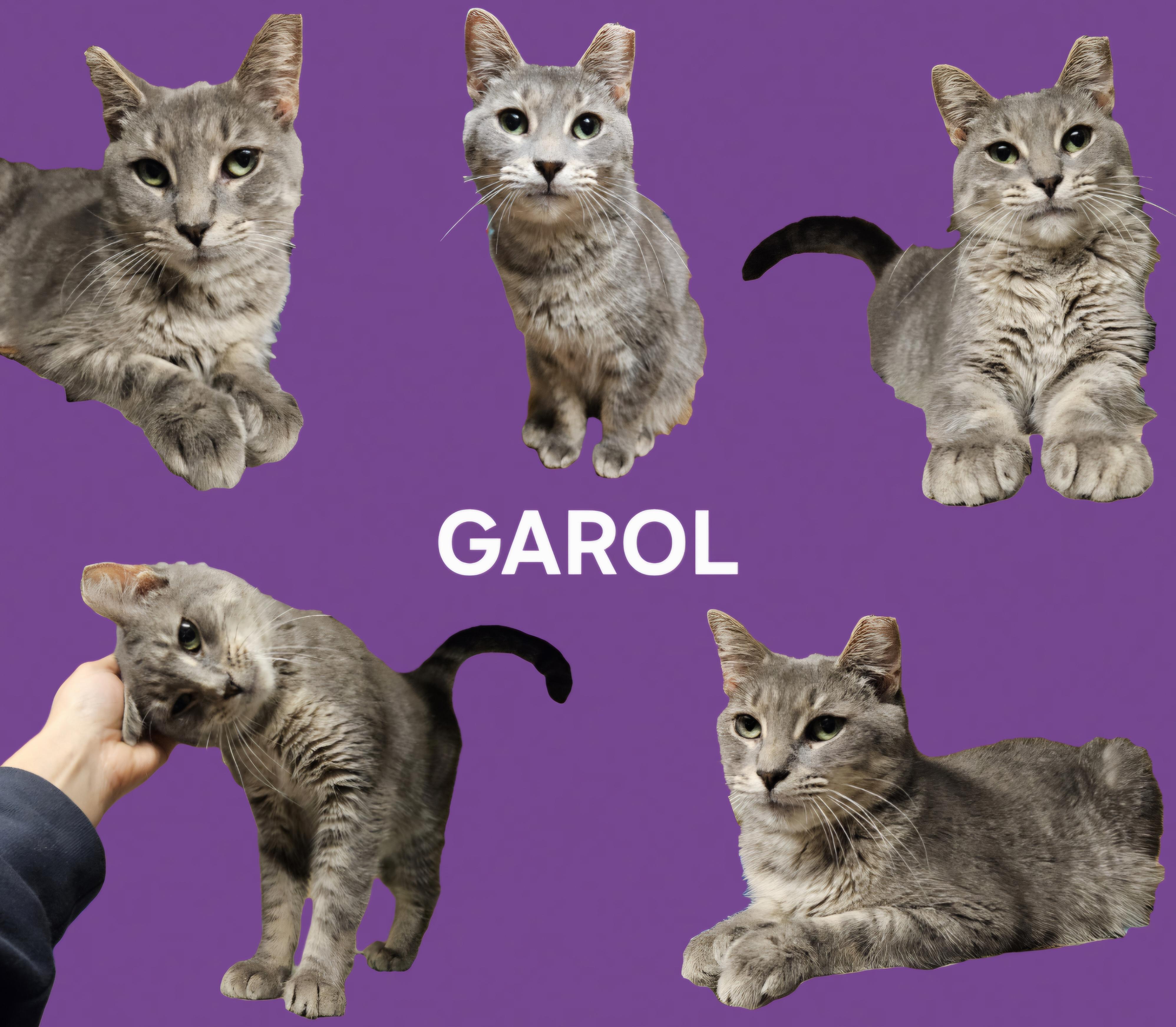 Garol, Adoptable, Adult Female Domestic Short Hair.