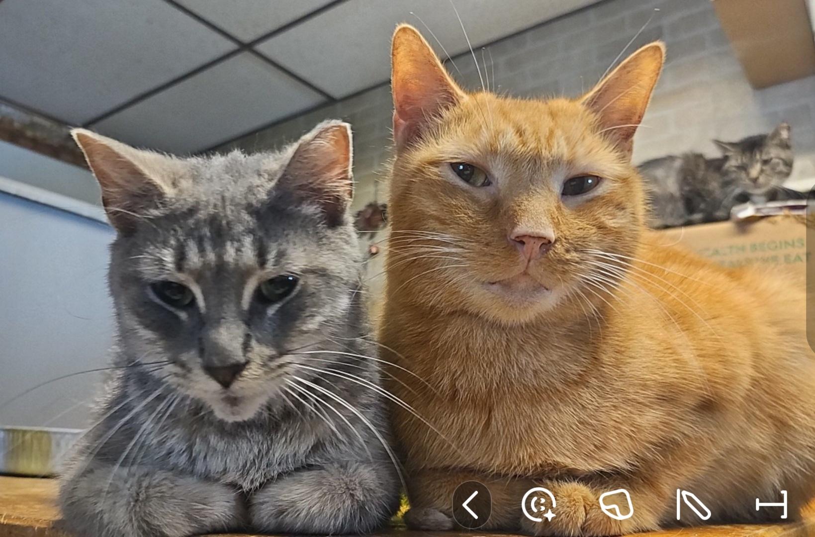 Garol, a Adoptable Domestic Short Hair in Claridge, PA image 1/4