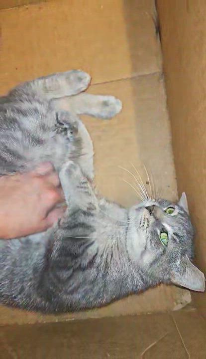 Enlarge Garol, a Adoptable Domestic Short Hair in Claridge, PA video 4/4