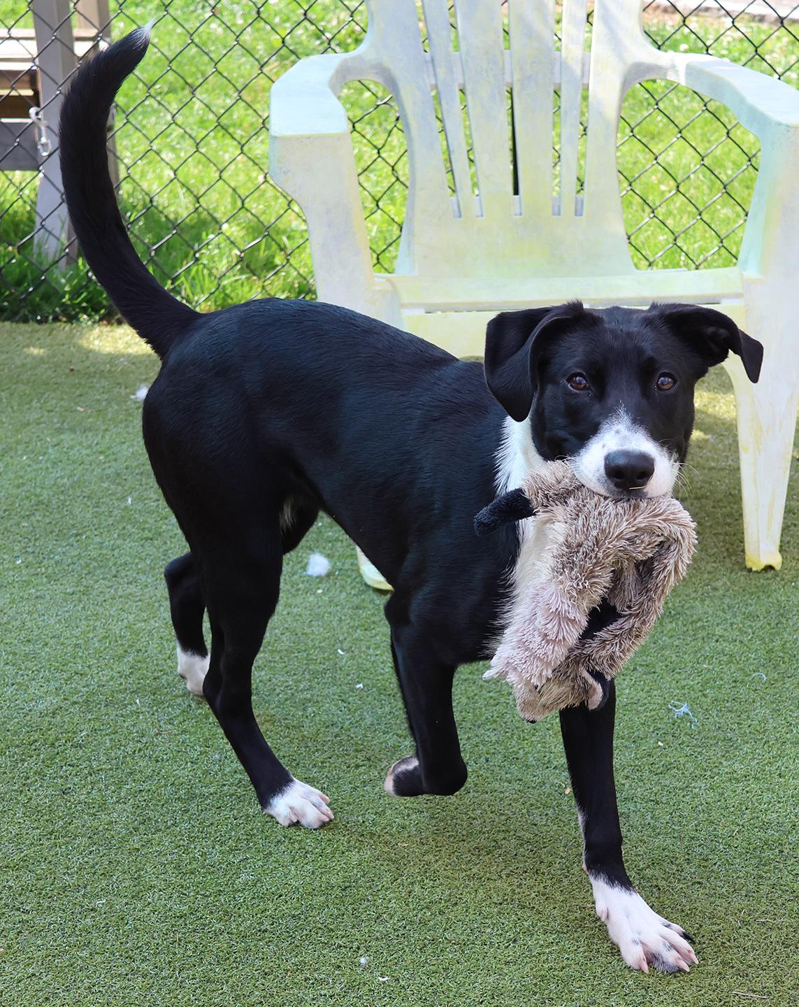 Enlarge Dianne, an adopted mixed breed in Harrison, NY image 4/6