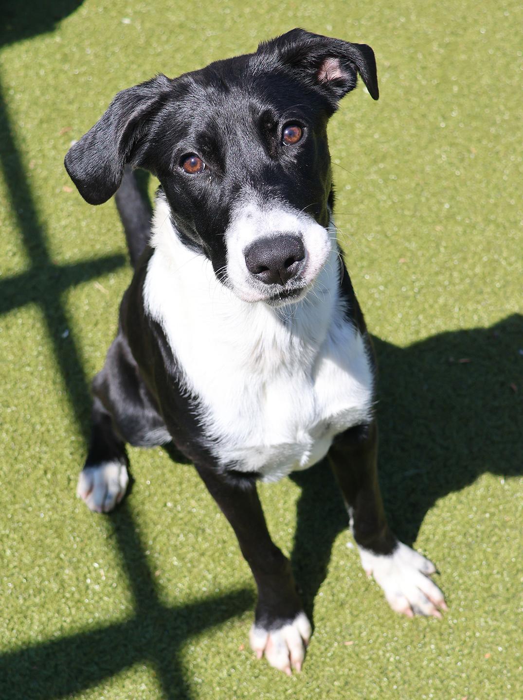 Enlarge Dianne, an adopted mixed breed in Harrison, NY image 6/6
