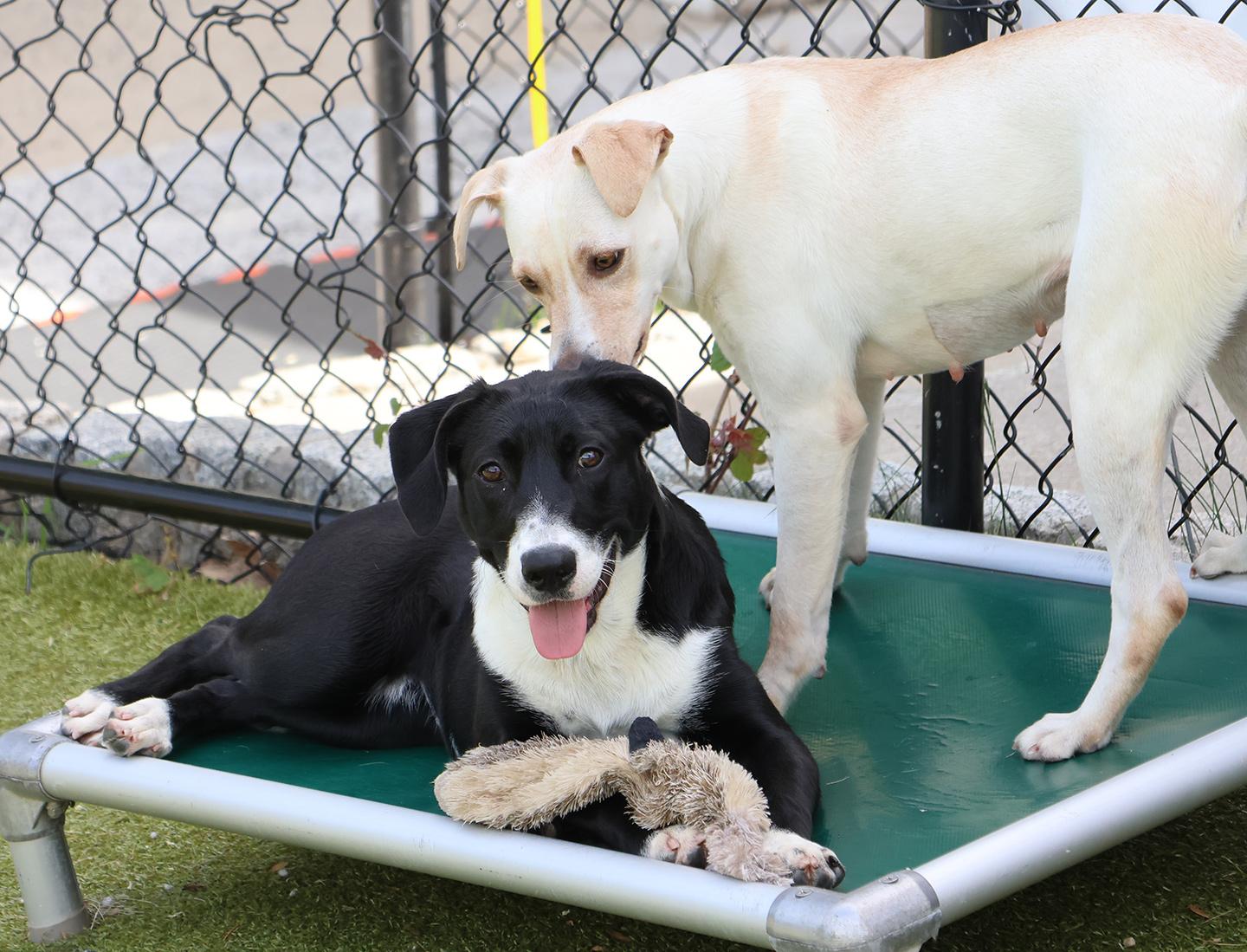 Enlarge Dianne, an adopted mixed breed in Harrison, NY image 2/6