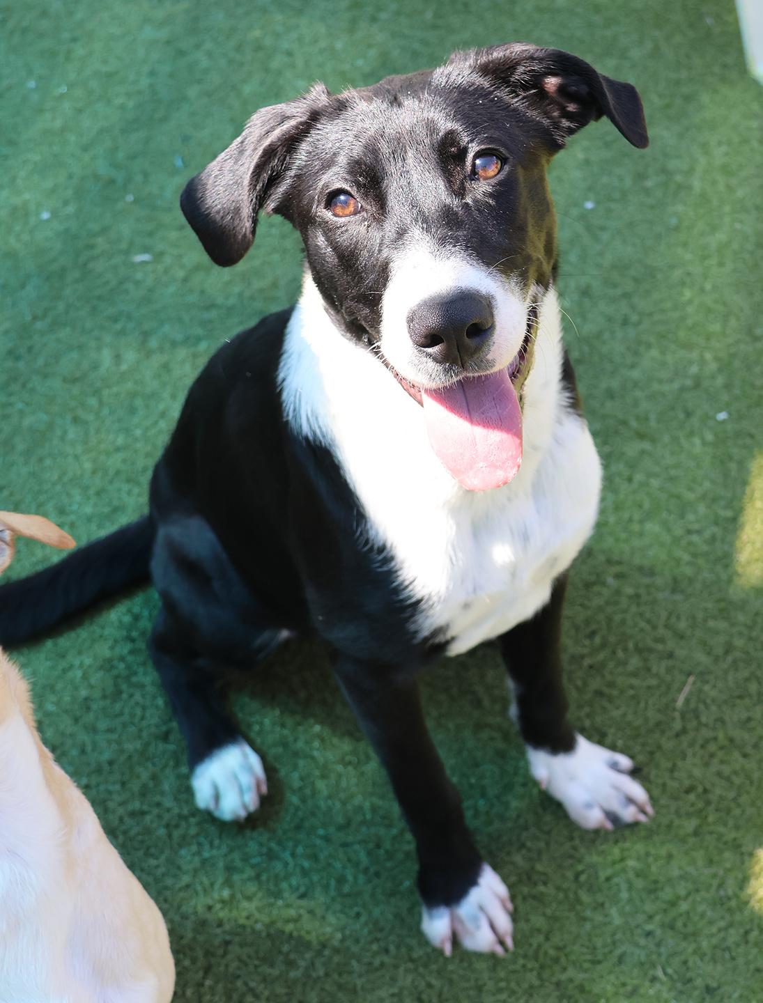 Enlarge Dianne, an adopted mixed breed in Harrison, NY image 3/6