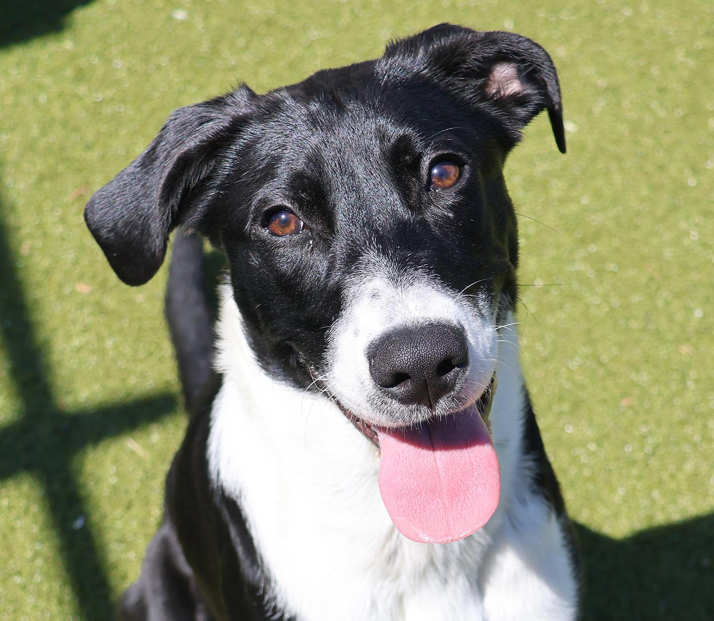 Dianne, adopted, Puppy Female Labrador Retriever & Retriever.