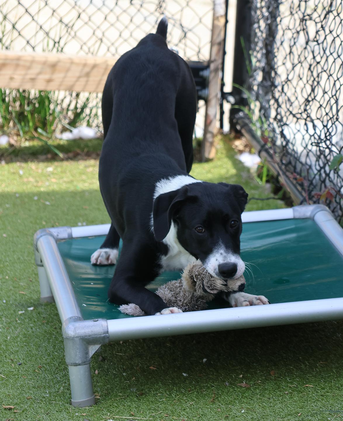 Enlarge Dianne, an adopted mixed breed in Harrison, NY image 5/6