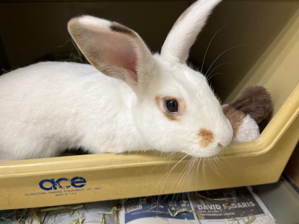 Enlarge Waldo, a Adoptable Bunny Rabbit in Pflugerville, TX image 1/1