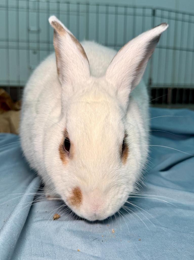 Enlarge Waldo, a Adoptable Bunny Rabbit in Pflugerville, TX image 1/6