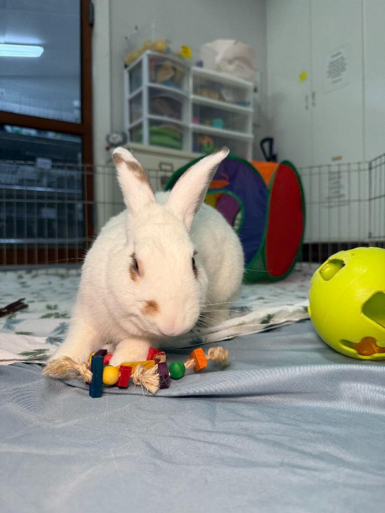 Enlarge Waldo, a Adoptable Bunny Rabbit in Pflugerville, TX image 2/6