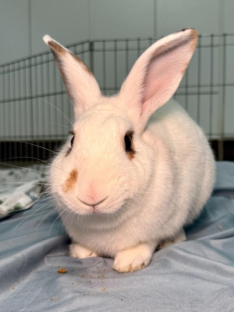 Enlarge Waldo, a Adoptable Bunny Rabbit in Pflugerville, TX image 3/6