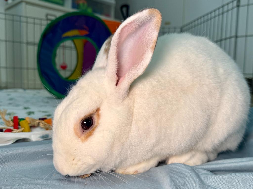 Enlarge Waldo, a Adoptable Bunny Rabbit in Pflugerville, TX image 4/6