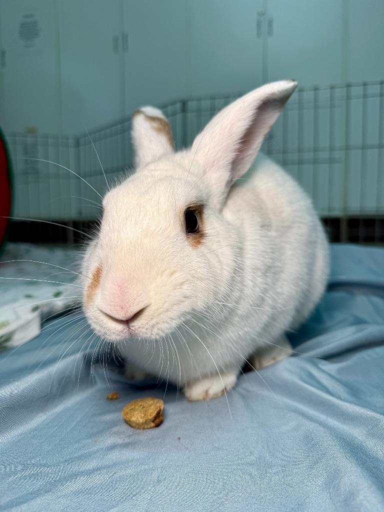 Enlarge Waldo, a Adoptable Bunny Rabbit in Pflugerville, TX image 5/6