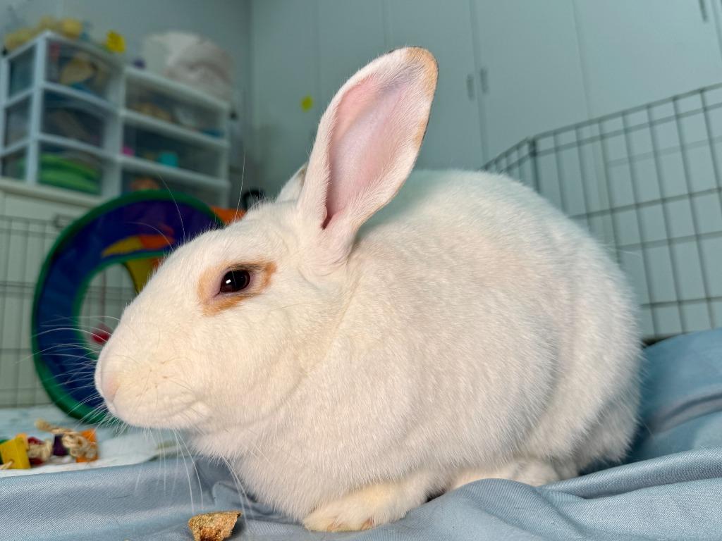 Enlarge Waldo, a Adoptable Bunny Rabbit in Pflugerville, TX image 6/6