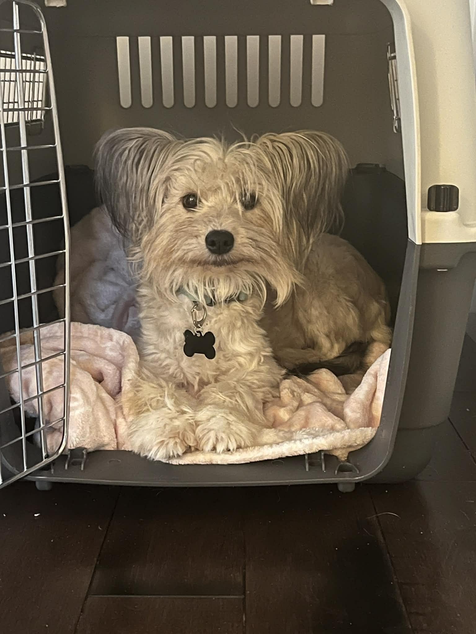 Sunny, a ADOPTABLE mixed breed in Calgary, AB image 6/6