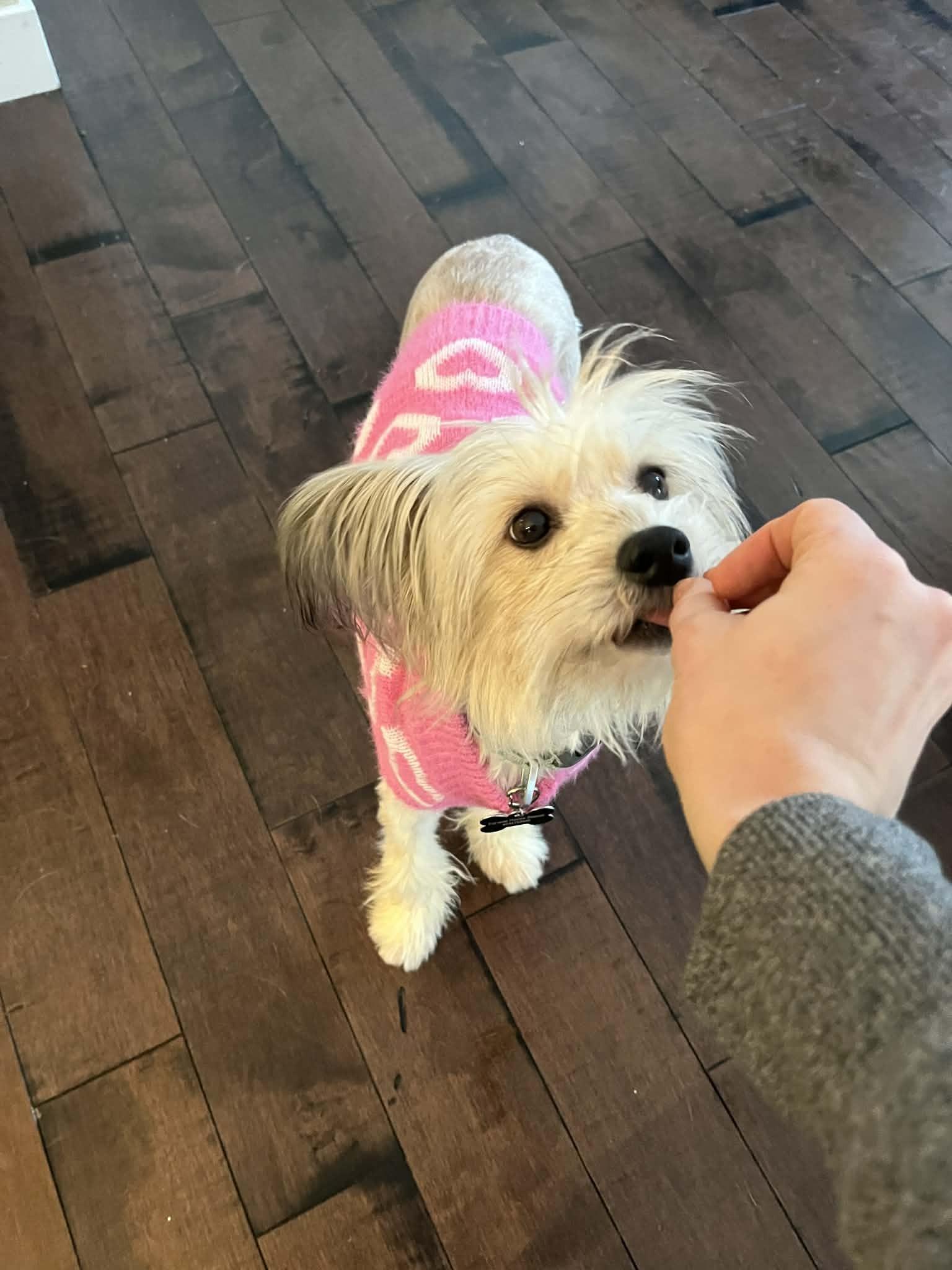 Sunny, a ADOPTABLE mixed breed in Calgary, AB image 5/6