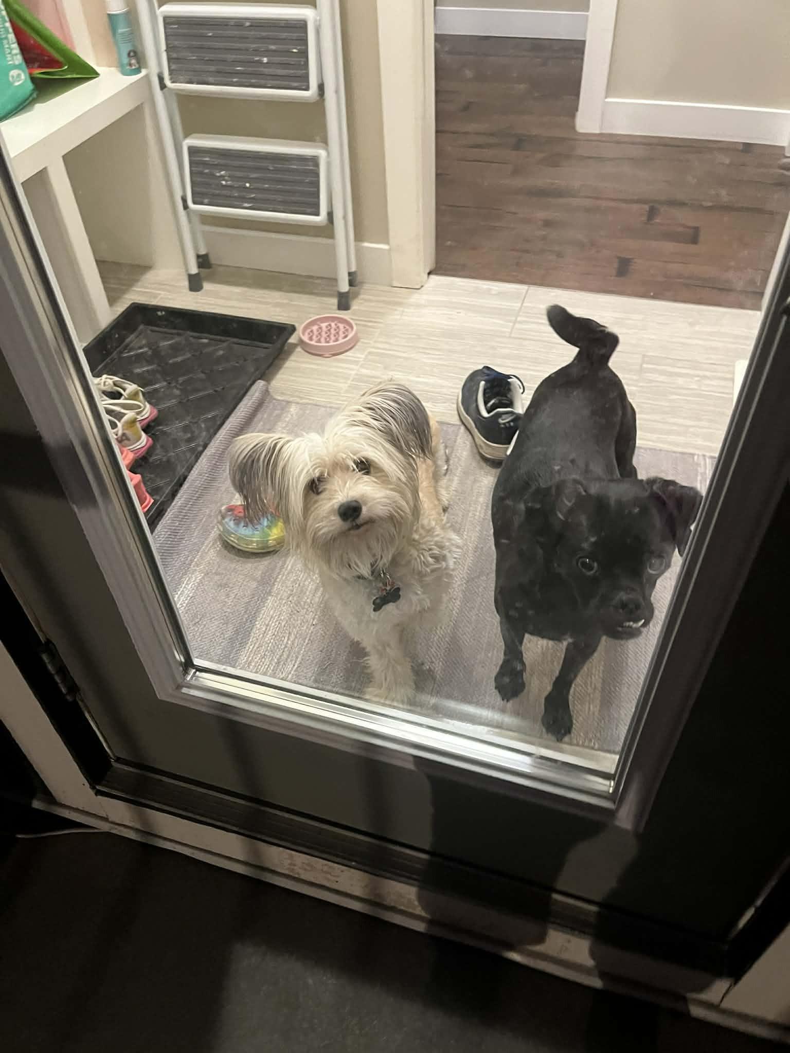 Sunny, a ADOPTABLE mixed breed in Calgary, AB image 4/6