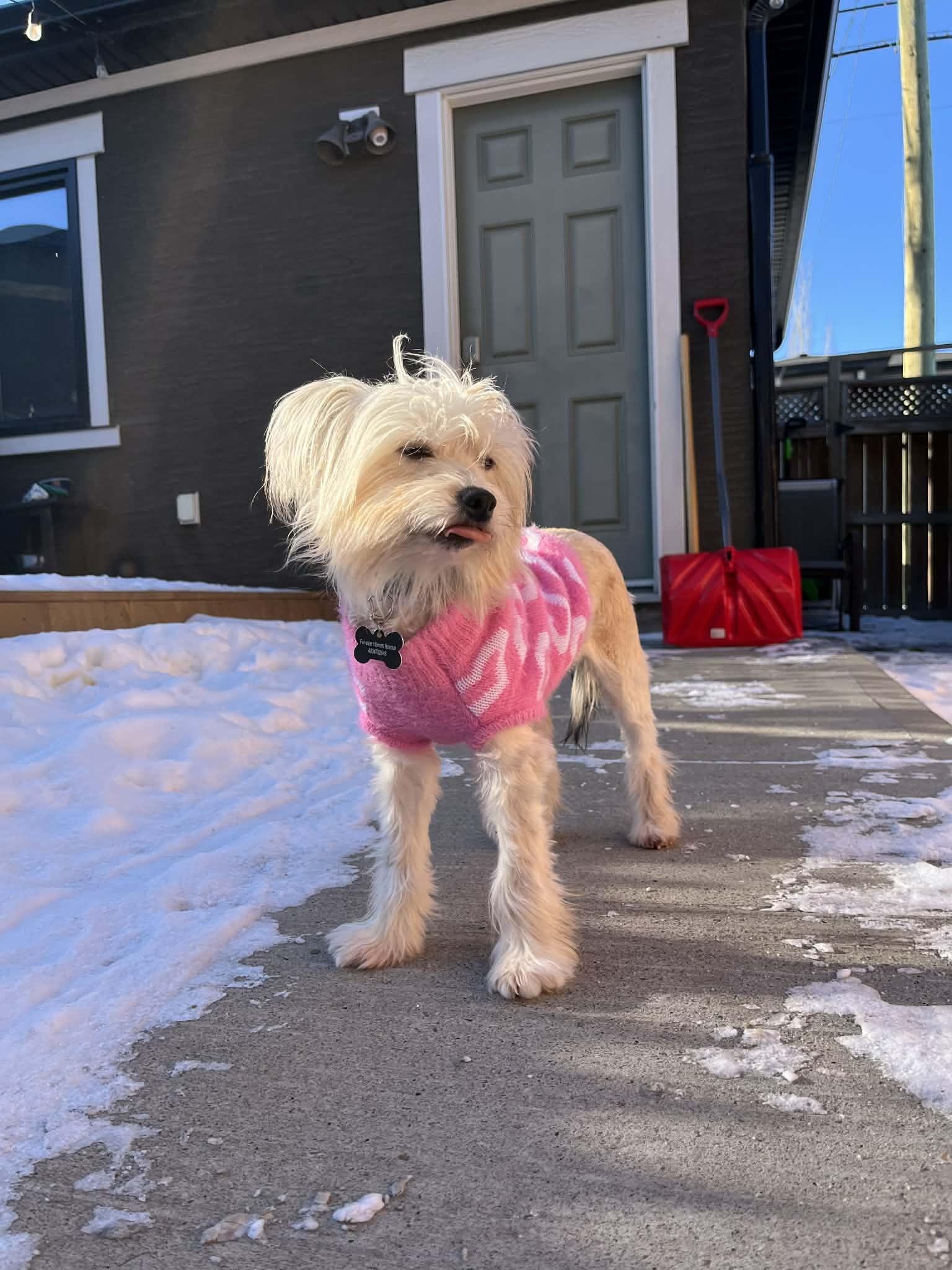 Sunny, ADOPTABLE, Adult Female Chinese Crested Dog.