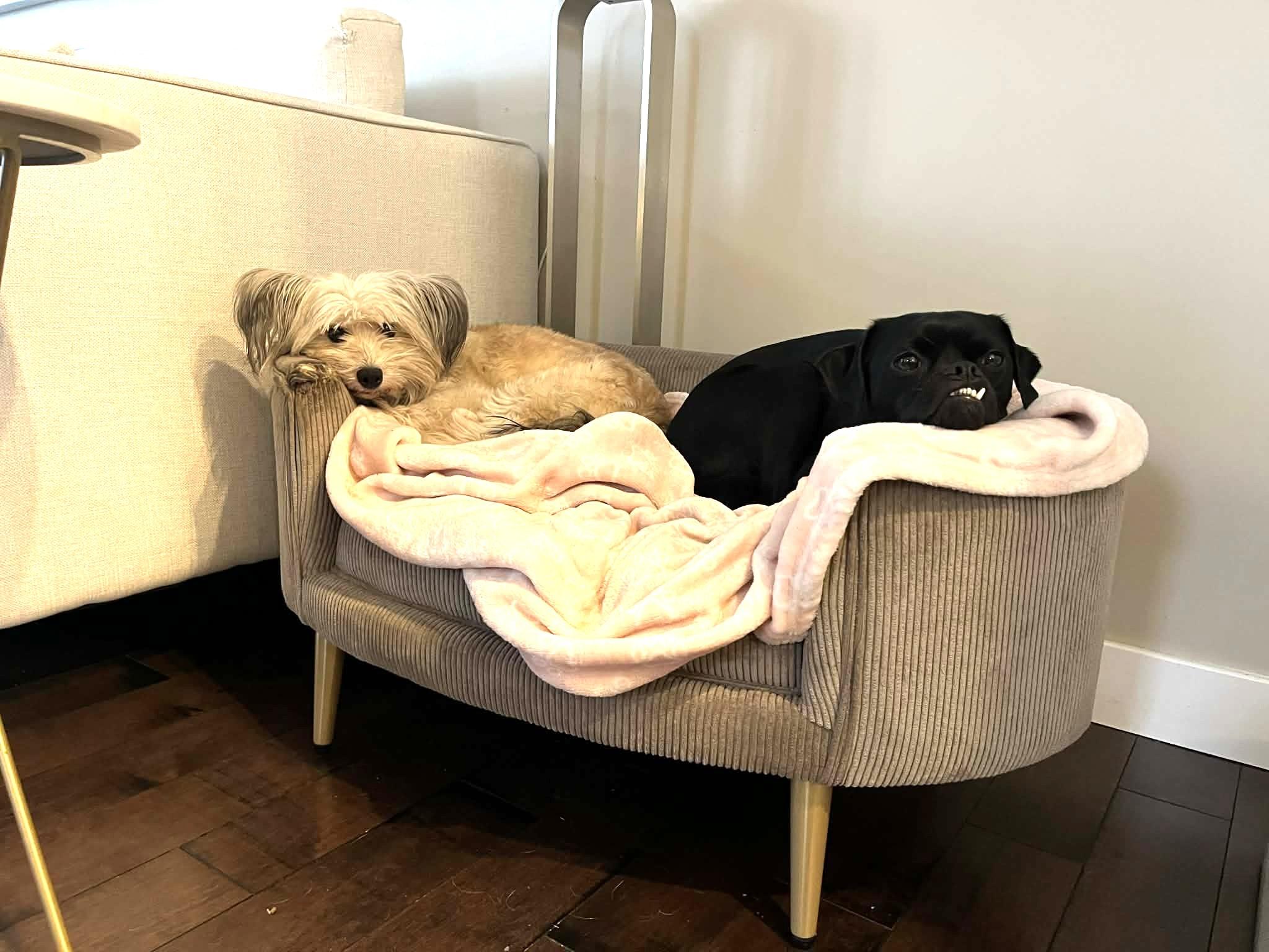 Sunny, a ADOPTABLE mixed breed in Calgary, AB image 3/6