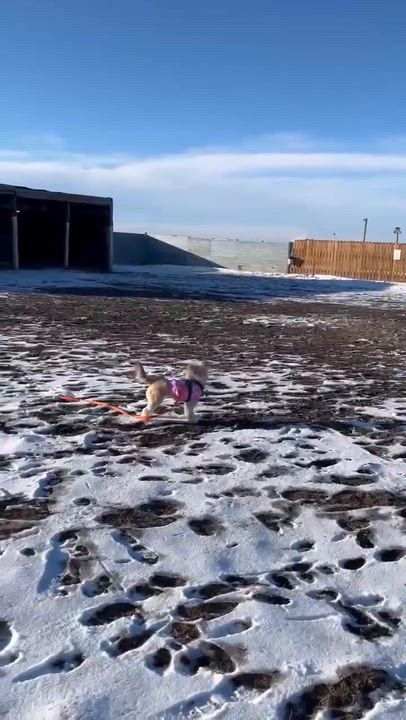 Enlarge Sunny, a ADOPTABLE mixed breed in Calgary, AB video 2/6