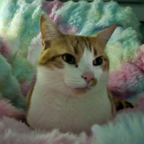 Matt, Adoptable, Adult Male Tabby & Domestic Short Hair.