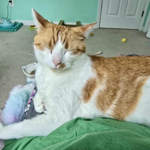 Enlarge Matt, a Adoptable mixed breed in Knoxville, TN image 2/5