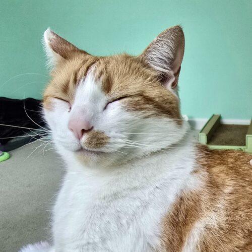 Enlarge Matt, a Adoptable mixed breed in Knoxville, TN image 3/5