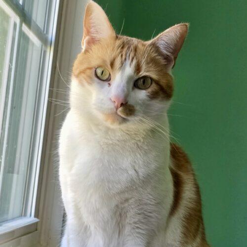 Enlarge Matt, a Adoptable mixed breed in Knoxville, TN image 4/5