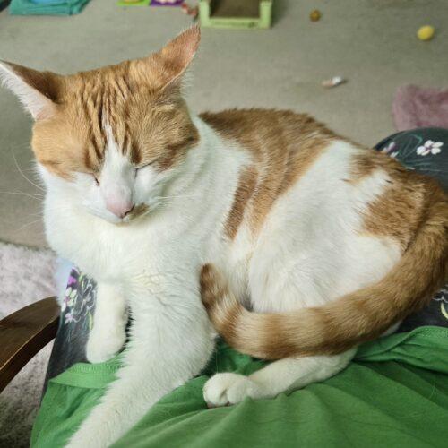 Enlarge Matt, a Adoptable mixed breed in Knoxville, TN image 5/5