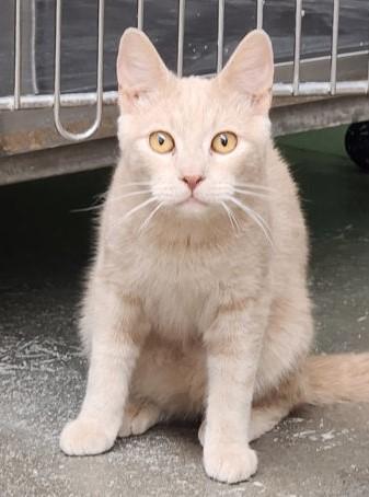 Todd, Adoptable, Adult Male Domestic Short Hair.