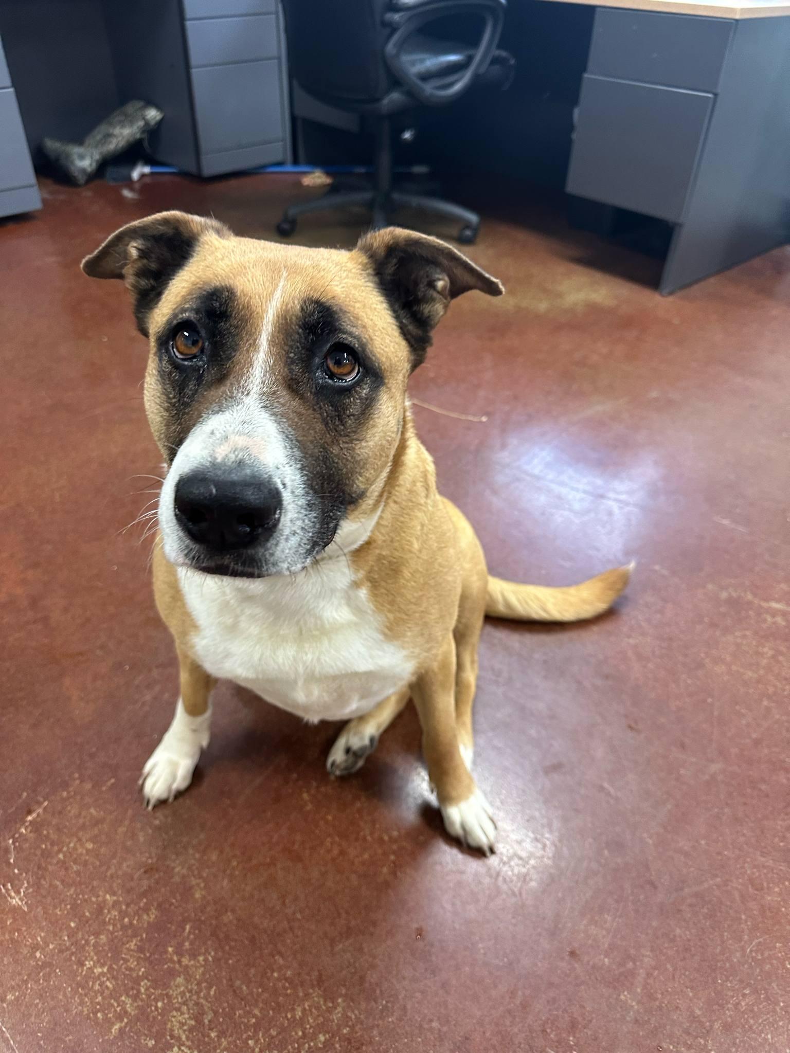 Ellie, Adoptable, Adult Female Shepherd.