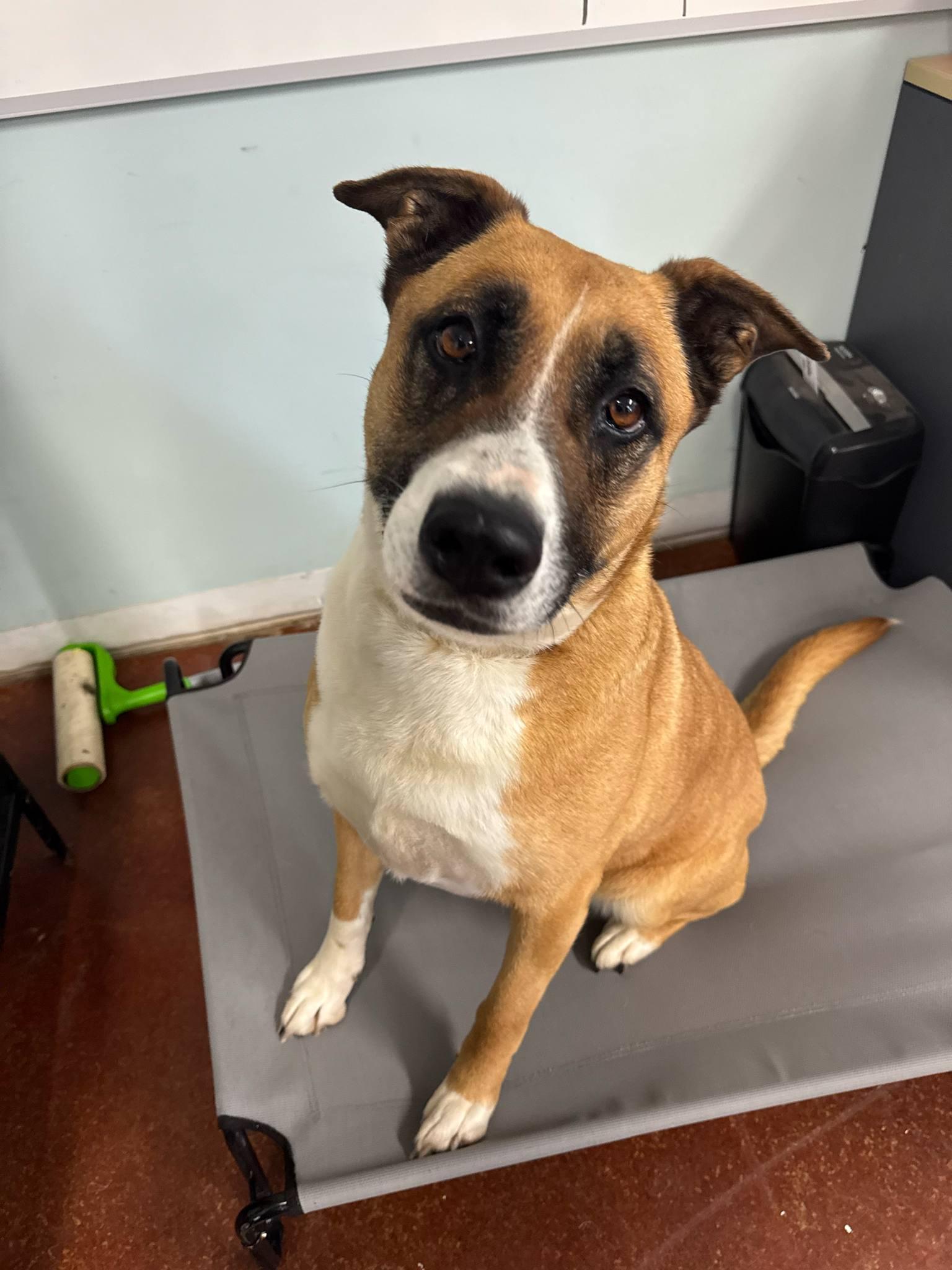 Enlarge Ellie, a Adoptable mixed breed in Shelbyville, KY image 2/4