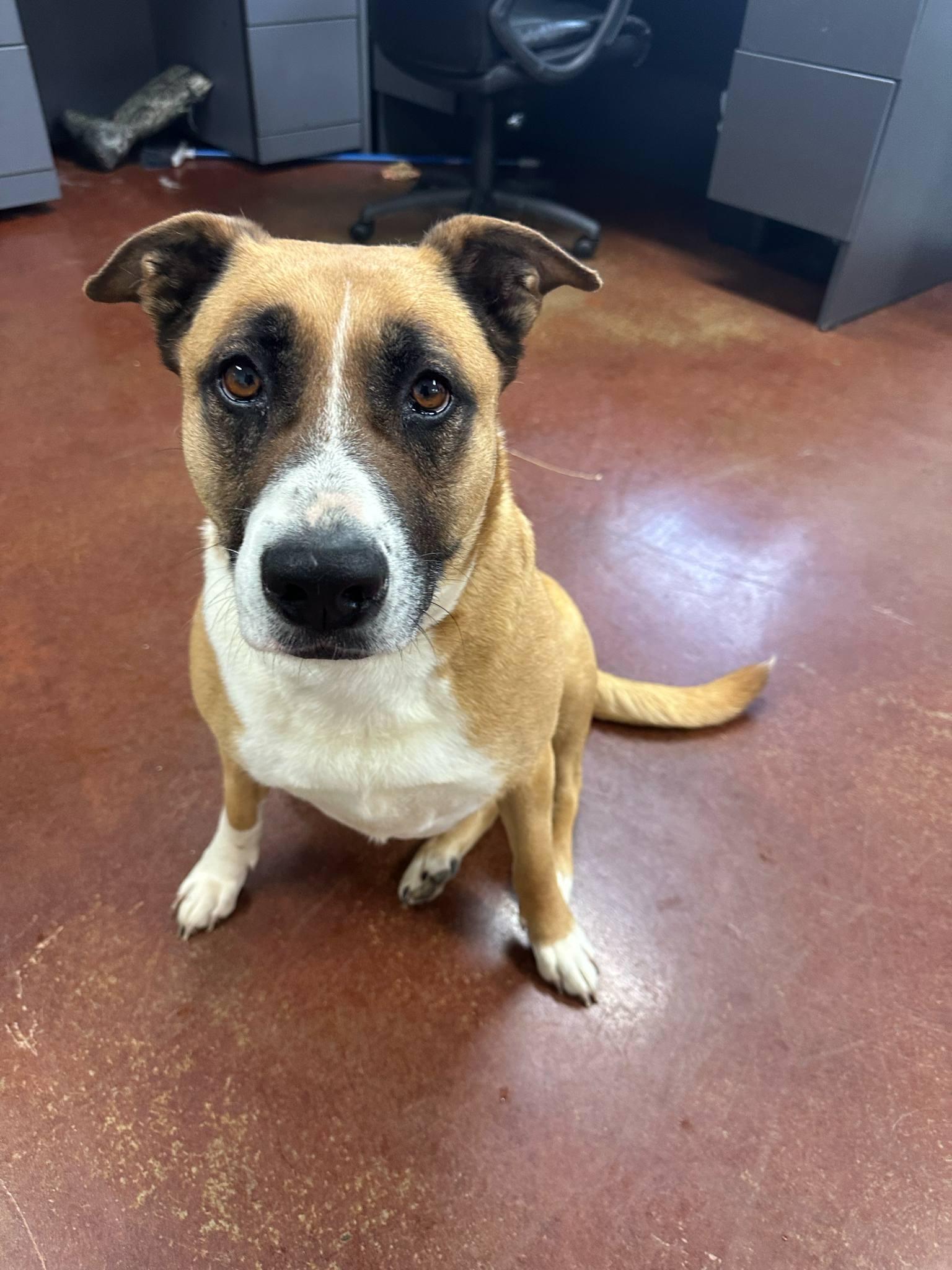 Enlarge Ellie, a Adoptable mixed breed in Shelbyville, KY image 3/4