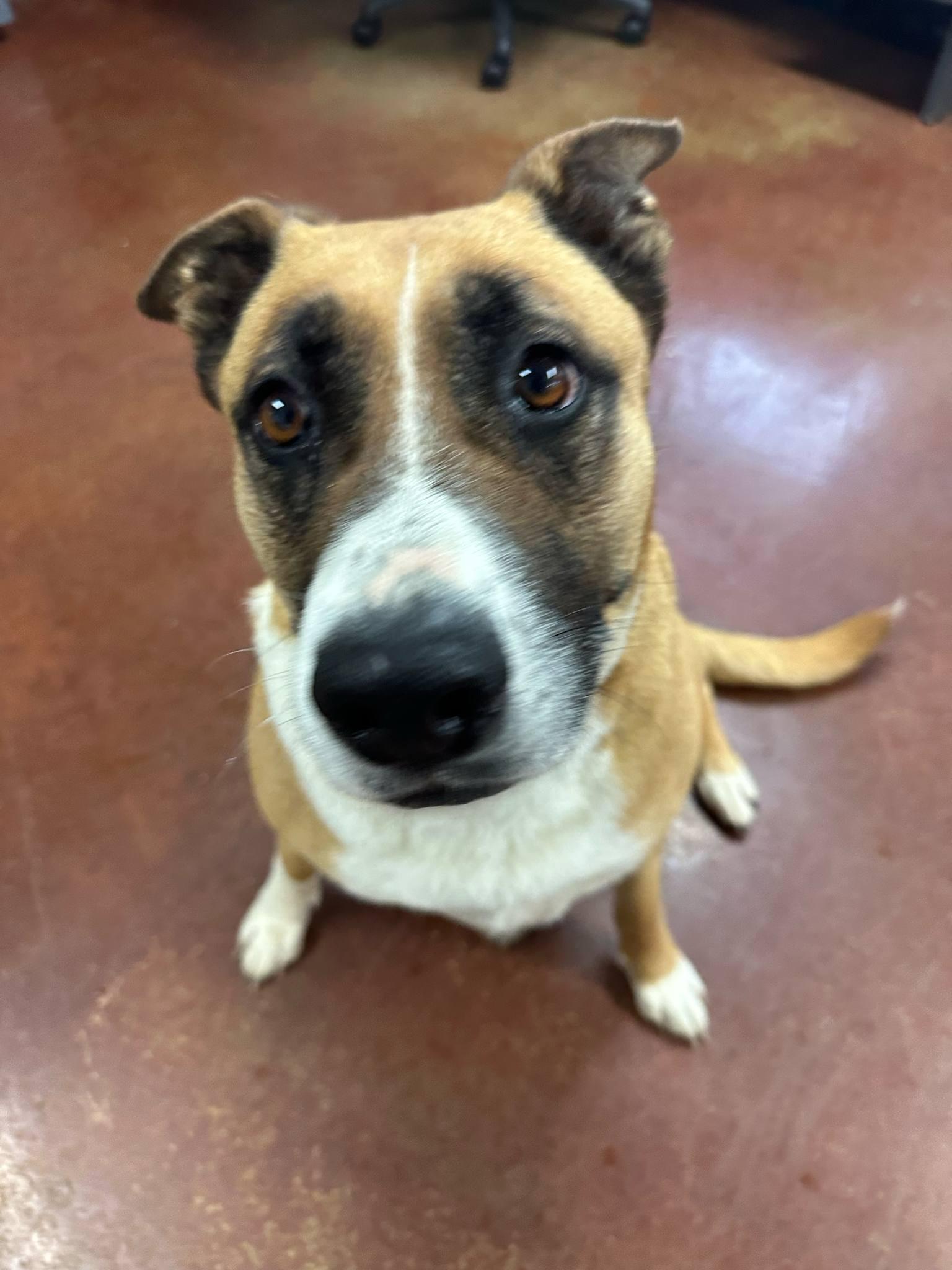 Enlarge Ellie, a Adoptable mixed breed in Shelbyville, KY image 4/4