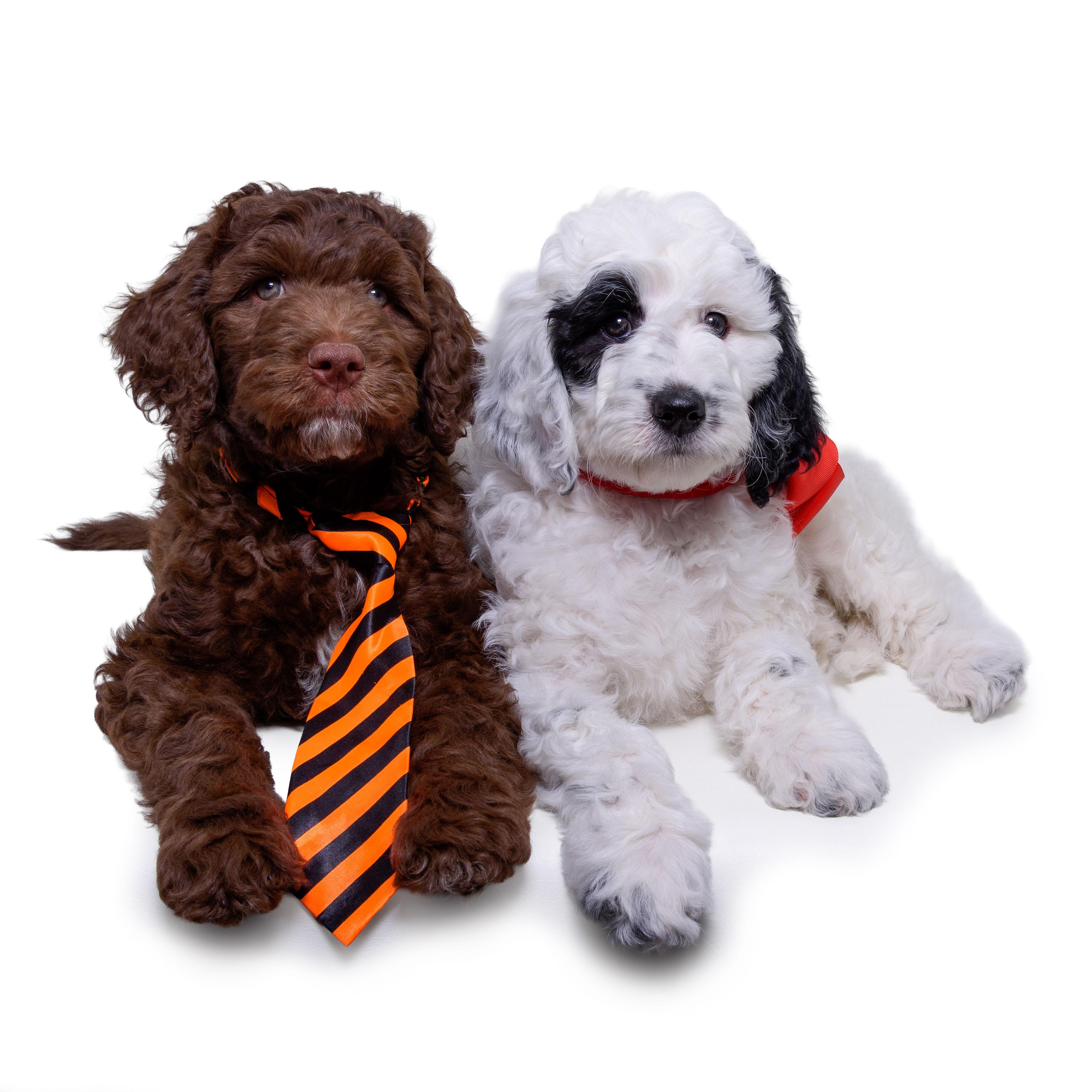 Enlarge MYRTLE-MAE, a Adoptable mixed breed in Aurora, CO image 1/6