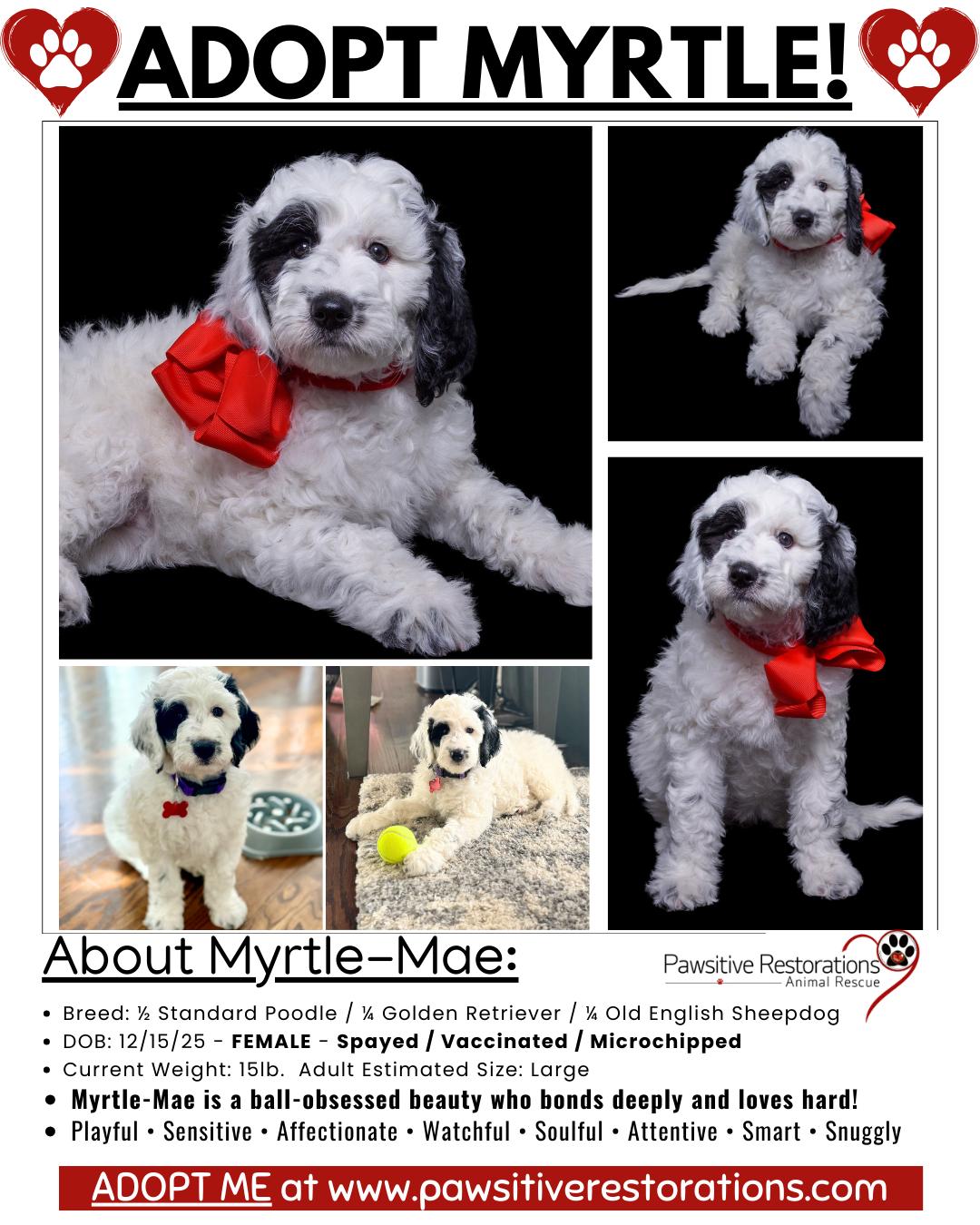 Enlarge MYRTLE-MAE, a Adoptable mixed breed in Aurora, CO image 2/6