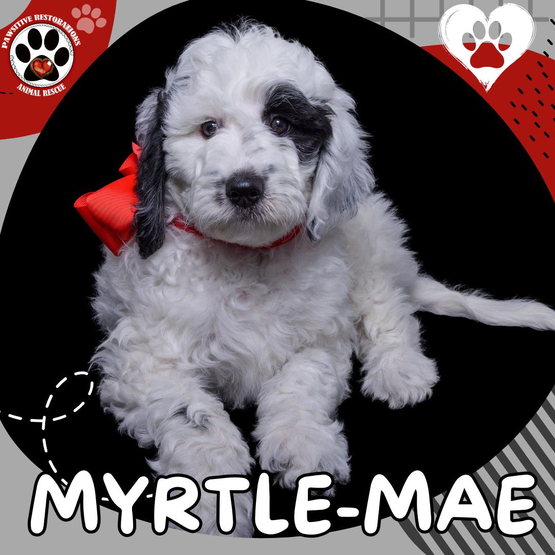Enlarge MYRTLE-MAE, a Adoptable mixed breed in Aurora, CO image 4/6