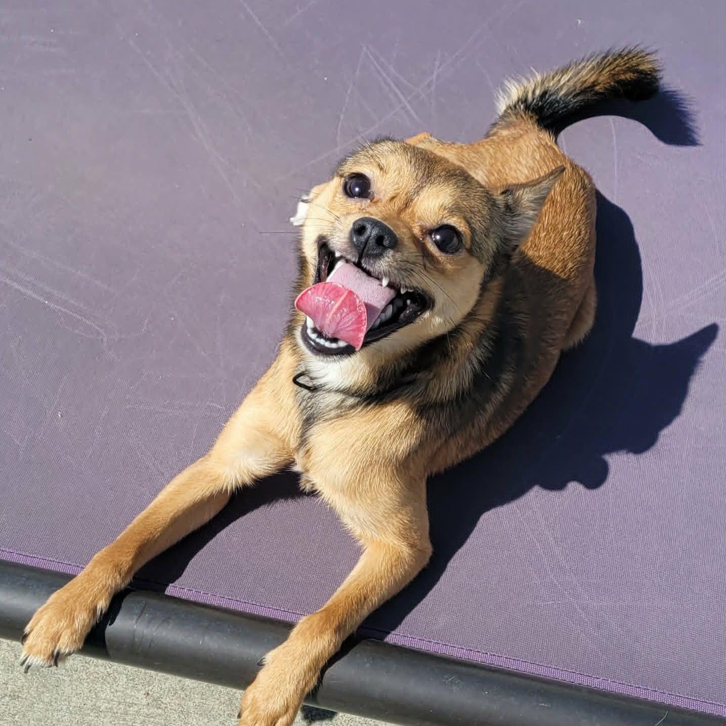 Fajita! Active Little Guy!, an adopted mixed breed in Meriden, CT image 4/6