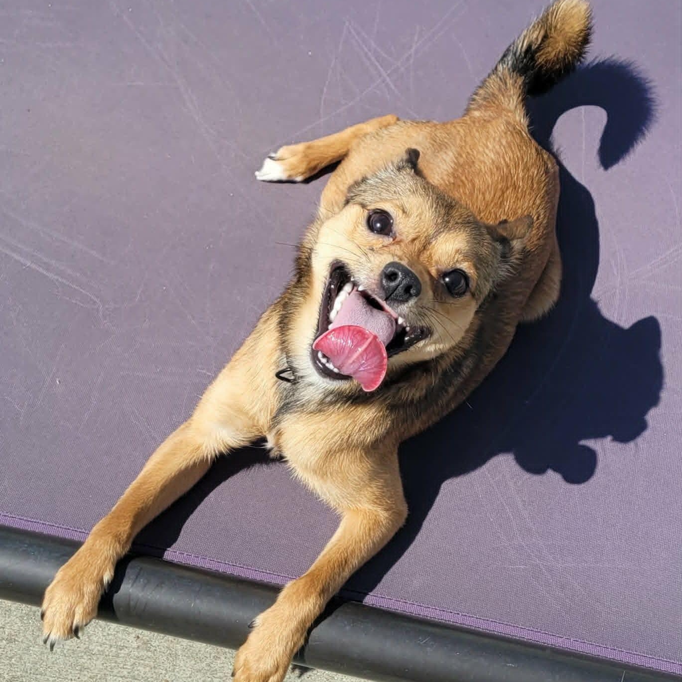 Fajita! Active Little Guy!, an adopted mixed breed in Meriden, CT image 5/6