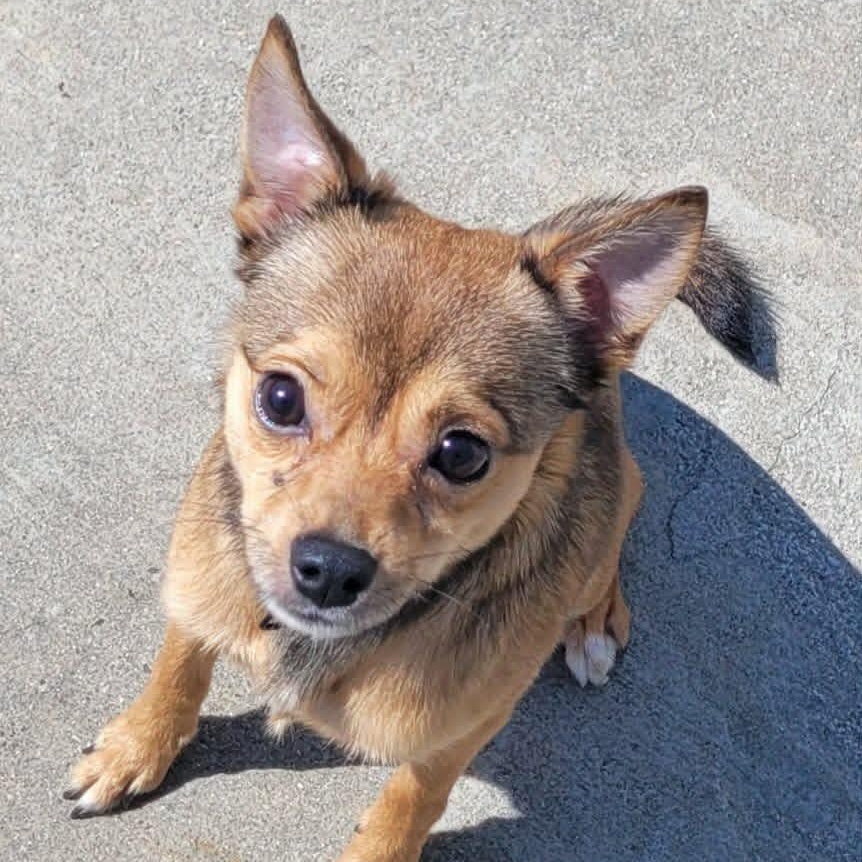 Fajita! Active Little Guy!, an adopted mixed breed in Meriden, CT image 3/6
