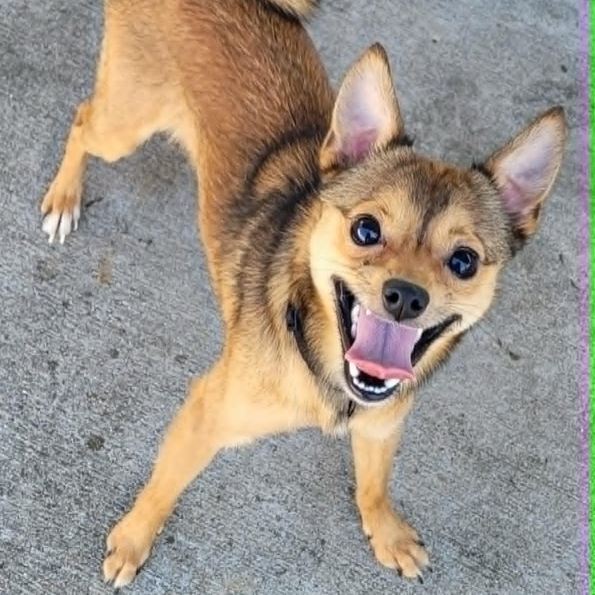 Fajita! Active Little Guy!, an adopted mixed breed in Meriden, CT image 6/6