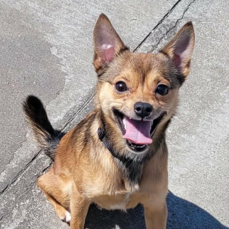 Fajita! Active Little Guy!, adopted, Puppy Male Chihuahua & Terrier.