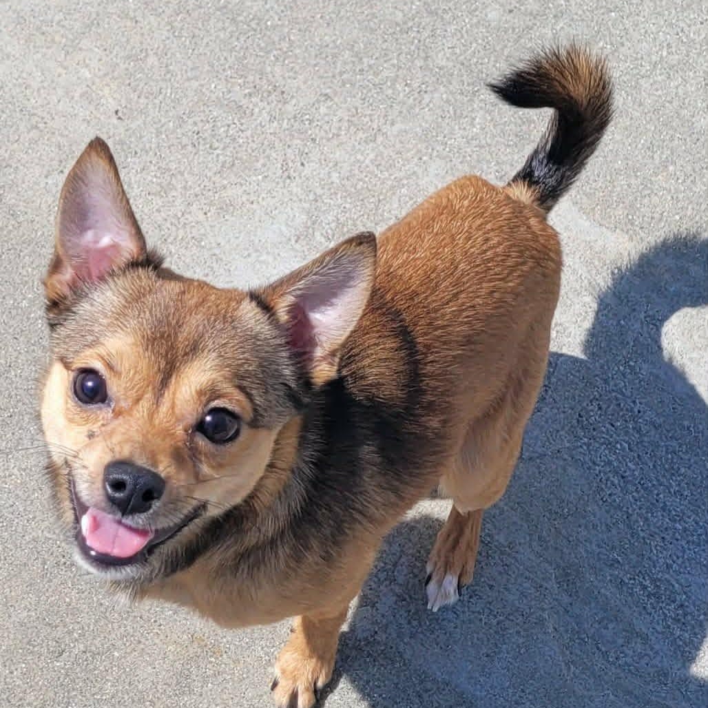Fajita! Active Little Guy!, an adopted mixed breed in Meriden, CT image 2/6